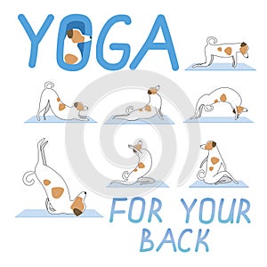 Yoga exercises for the back and cute jack russell terrier as character, flat or outline vector stock illustration with dog and