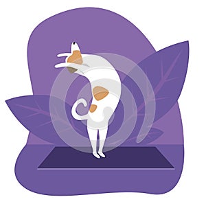 Yoga and jack russell terrier as cartoon character, cute flat vector stock illustration with dog as concept of yoga pose, asana,