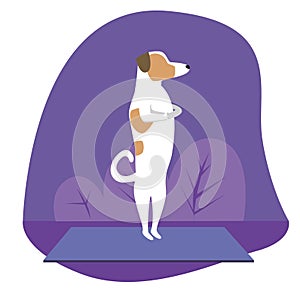 Yoga and jack russell terrier as cartoon character, flat vector stock illustration with dog as concept of yoga pose, asana, health