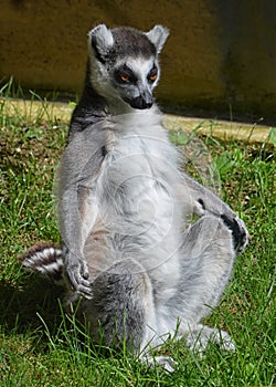 Yoga Lemur