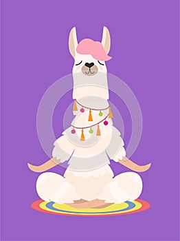 Yoga llama meditates isolated on purple background. Vector illustration. photo