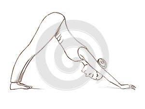 Yoga. Pose downward facing dog . Contour drawing of a girl who goes in for sports.