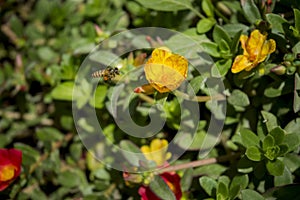 YOGYAKARTA - Harmony of bees and yellow flowers