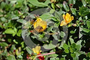 YOGYAKARTA - Harmony of bees and yellow flowers