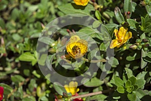 YOGYAKARTA - Harmony of bees and yellow flowers