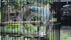 Yogyakarta, Indonesia - Feb 28, 2024 : A Dutch Blue lovebirds in a bird cage