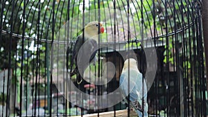 Yogyakarta, Indonesia - Feb 28, 2024 : A Dutch Blue lovebirds in a traditional animal market