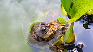 Yogyakarta, Indonesia. in water