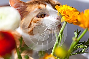 Yoing striped cat at home on table near window with flowers