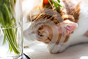 Yoing striped cat at home on table near window with flowers