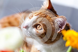 Yoing striped cat at home on table near window with flowers