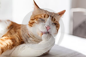 Yoing striped cat at home on table near window lick oneself with pink tongue