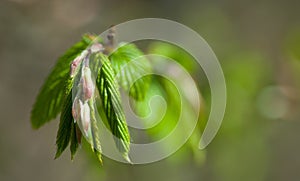 Yoing twig of tree birch in forest