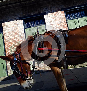 Yoke on a Horse pulling a Carriage