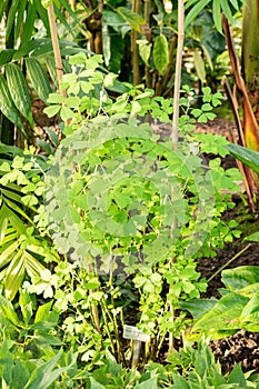 Yoke leaved amicia or Amicia Zygomeris plant in Saint Gallen in Switzerland