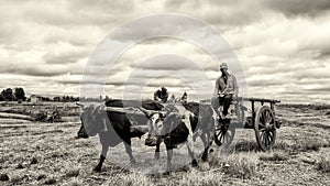 Yoke of oxen pulling a cart