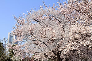 Yokohama landmark tower and cherry blossoms