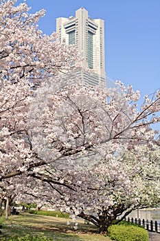 Yokohama landmark tower and cherry blossoms