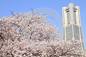 Yokohama landmark tower and cherry blossoms