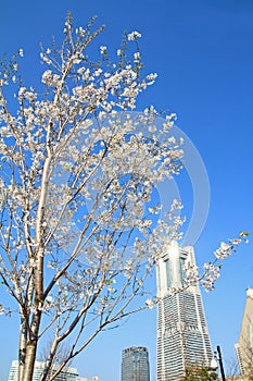Yokohama landmark tower and cherry blossoms in Kanagawa