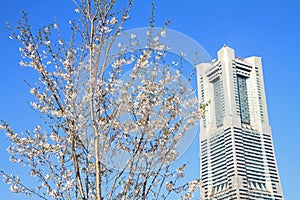 Yokohama landmark tower and cherry blossoms in Kanagawa