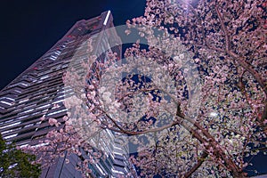 Yokohama Minato Mirai cherry blossoms and the Yokohama Landmark Tower