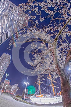 Yokohama Minato Mirai cherry blossoms and the Yokohama Landmark Tower