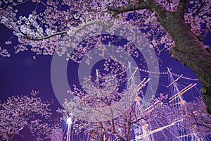 Yokohama Minato Mirai going to see cherry blossoms at night and the sailing ship Nippon Maru