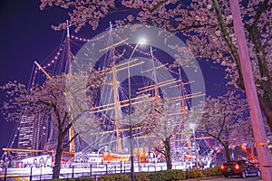 Yokohama Minato Mirai going to see cherry blossoms at night and the sailing ship Nippon Maru