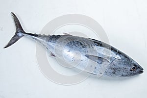 Yokowa (young Pacific bluefin tuna), Japanese Katsuo fish (bonito, skipjack tuna