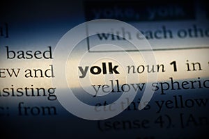 Yolk