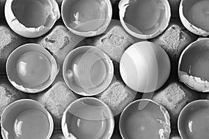 Yolk among many white eggs