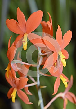 Yolk-Yellow Prosthechea Orchid