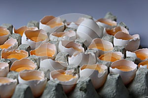 Yolks in a carton of eggs