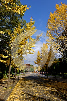 Ã Â¹ÂYollow ginkgo leaf in Osaka Castle photo