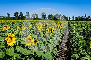 Yolo County Sunflower blooms in June.