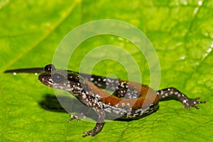 Yonahlossee Salamander close up