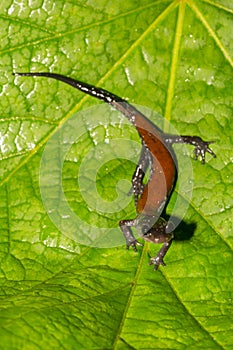 Yonahlossee Salamander close up