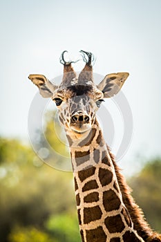 Yong baby giraffe