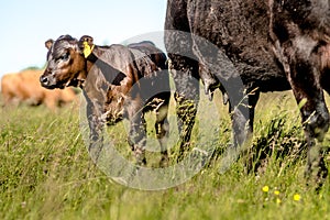 Yong black angus calf near his mother cow on grass in sunny day