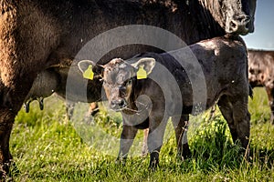 Yong black angus calf sucking milk and splashing slobber on grass in sunny day.