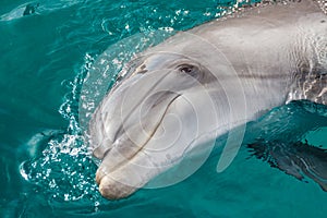 The yong Bottlenose dolphin is swimming in red sea