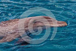 The yong Bottlenose dolphin is swimming in red sea