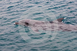 The yong Bottlenose dolphin is swimming in red sea