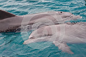 The yong Bottlenose dolphin is swimming in red sea