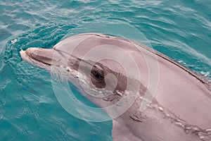 The yong Bottlenose dolphin is swimming in red sea