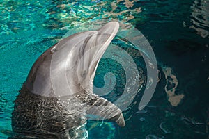 The yong Bottlenose dolphin is swimming in red sea