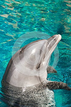 The yong Bottlenose dolphin is swimming in red sea