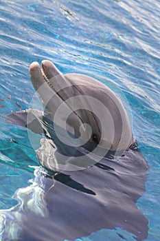 The yong Bottlenose dolphin is swimming in red sea