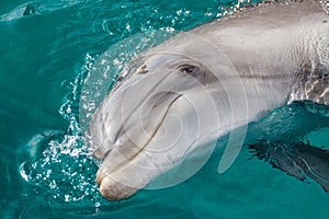 The yong Bottlenose dolphin is swimming in red sea photo